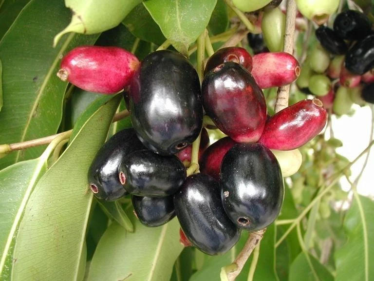 Jambolan Live Fruit Tree – Syzygium cumini – 10-24 Inches Tall – Java Plum - Image 4