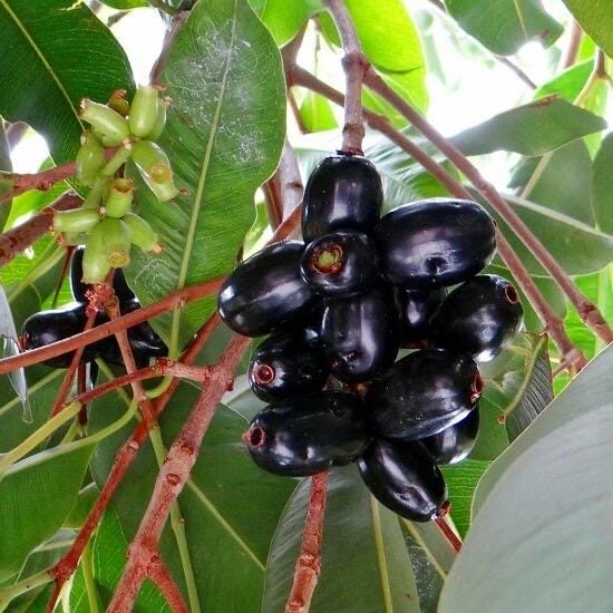 Jambolan Live Fruit Tree – Syzygium cumini – 10-24 Inches Tall – Java Plum - Image 5