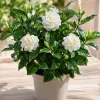 Jasmine Duke of Tuscany Live Plant – Fragrant White Flowers – 4-8 Inch Tall Vine - Image 1
