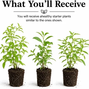 Jasmine Live Plants – 3 Pack – White, Red, Orange Blooming – 4-8 Inch Tall Tropical Plant - Image 2