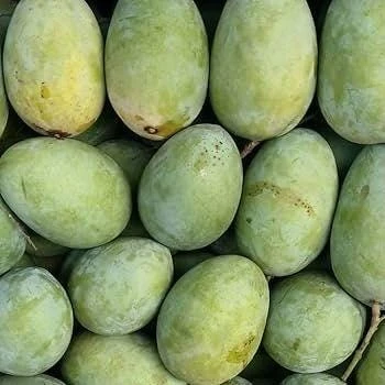 Julie Mango Live Fruit Tree – 1 ft Tall Mangifera indica – Tropical Plant - Image 2