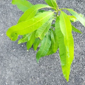Julie Mango Live Fruit Tree – 1 ft Tall Mangifera indica – Tropical Plant - Image 4