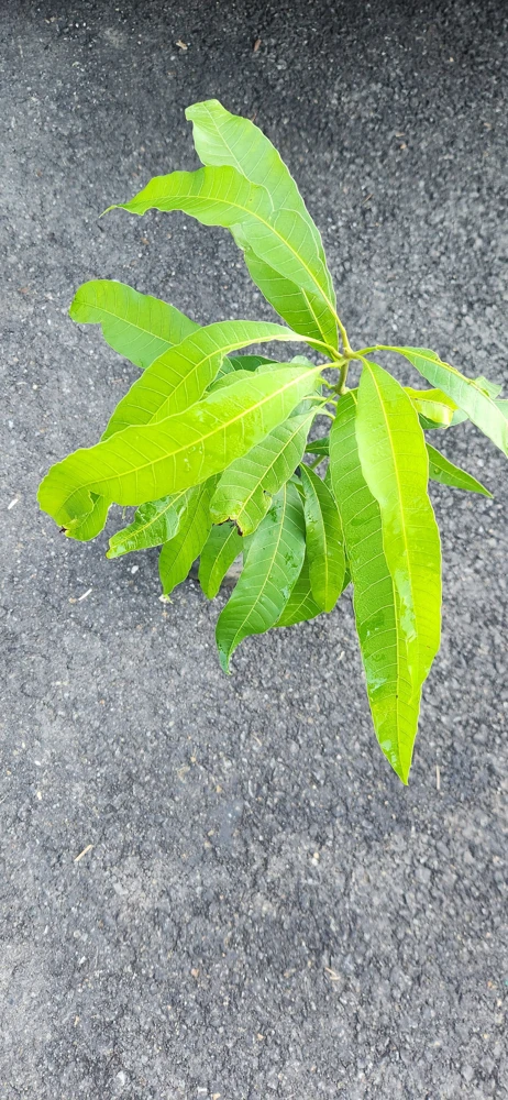 Julie Mango Live Fruit Tree – 1 ft Tall Mangifera indica – Tropical Plant - Image 4