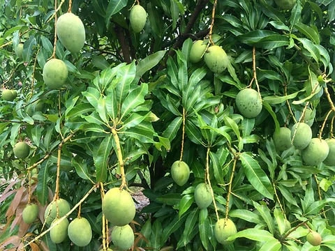 Julie Mango Live Fruit Tree – 1 ft Tall Mangifera indica – Tropical Plant - Image 5