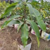 Julie Mango Live Fruit Tree - Mangifera indica - 2 ft Tall Plant - Image 1