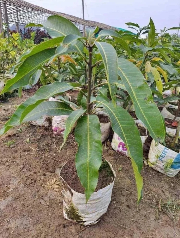 Julie Mango Live Fruit Tree - Mangifera indica - 2 ft Tall Plant - Image 1