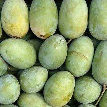 Julie Mango Live Fruit Tree - Mangifera indica - 2 ft Tall Plant - Image 2