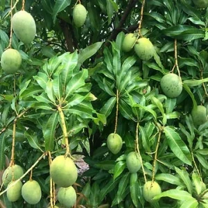 Julie Mango Live Fruit Tree - Mangifera indica - 2 ft Tall Plant - Image 3