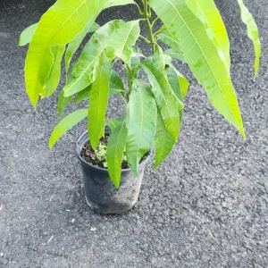Julie Mango Live Fruit Tree - Mangifera indica - 2 ft Tall Plant - Image 4