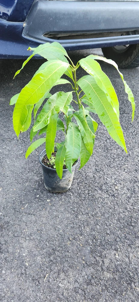 Julie Mango Live Fruit Tree - Mangifera indica - 2 ft Tall Plant - Image 4