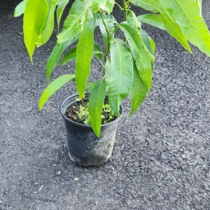 Julie Mango Live Fruit Tree - Mangifera indica - 2 ft Tall Plant - Image 5