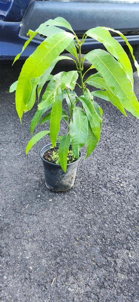 Julie Mango Live Fruit Tree - Mangifera indica - 2 ft Tall Plant - Image 5