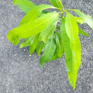 Julie Mango Live Fruit Tree - Mangifera indica - 2 ft Tall Plant - Image 6