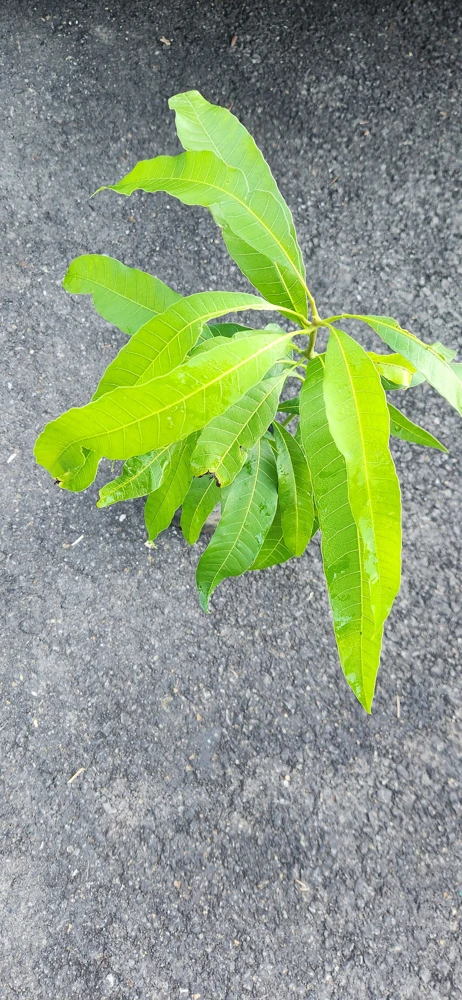 Julie Mango Live Fruit Tree - Mangifera indica - 2 ft Tall Plant - Image 6