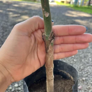 Juliette Mango Tree Live Plant – Grafted, 2ft – Tropical Fruit Tree - Image 6