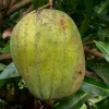 Juliette Mango Tree Live Plant – Grafted, 2ft – Tropical Fruit Tree - Image 1