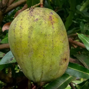 Juliette Mango Tree Live Plant – Grafted, 2ft – Tropical Fruit Tree - Image 1