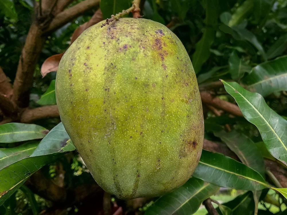 Juliette Mango Tree Live Plant – Grafted, 2ft – Tropical Fruit Tree - Image 1