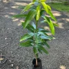 Juliette Mango Tree Live Plant - Grafted Tropical Fruit (3-4ft) - Image 1