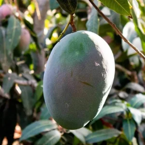 Keitt Mango Live Plant – 1ft Tropical Fruit Tree – Outdoor - Image 2
