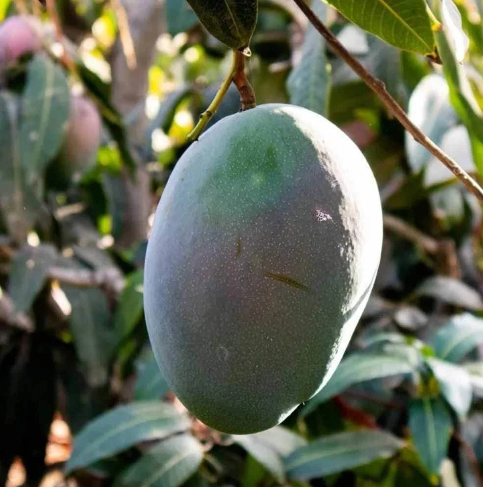 Keitt Mango Live Plant – 1ft Tropical Fruit Tree – Outdoor - Image 2