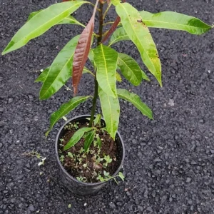 Keitt Mango Live Plant – 1ft Tropical Fruit Tree – Outdoor - Image 3