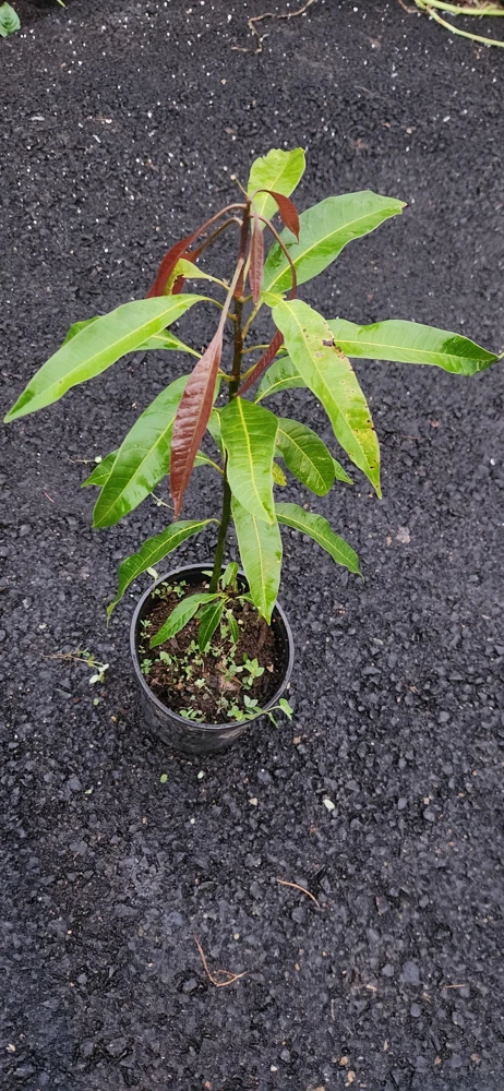 Keitt Mango Live Plant – 1ft Tropical Fruit Tree – Outdoor - Image 3