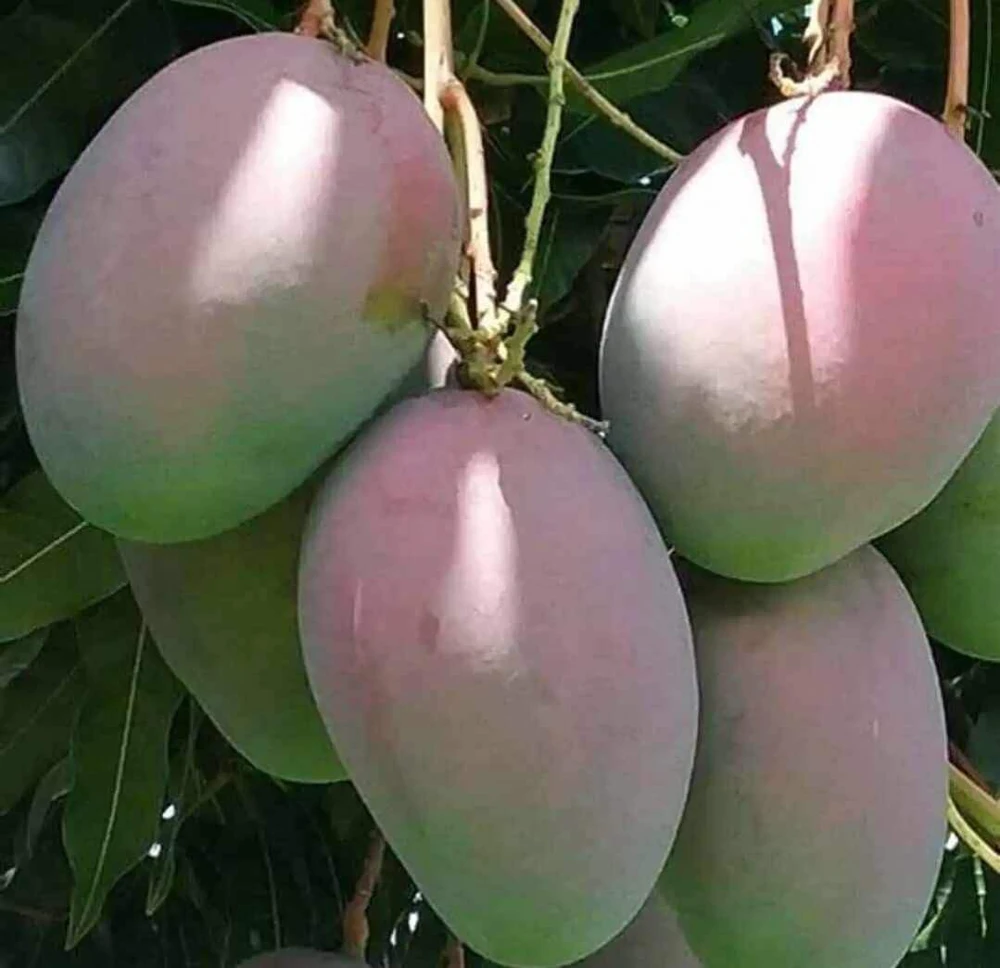 Keitt Mango Live Plant – 1ft Tropical Fruit Tree – Outdoor - Image 4
