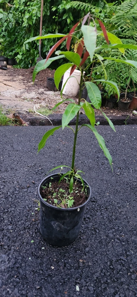 Keitt Mango Live Plant – 1ft Tropical Fruit Tree – Outdoor - Image 5