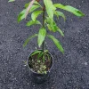 Keitt Mango Live Plant – 1ft Tropical Fruit Tree – Outdoor - Image 1