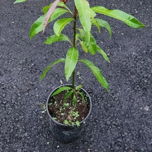 Keitt Mango Live Plant – 1ft Tropical Fruit Tree – Outdoor - Image 1