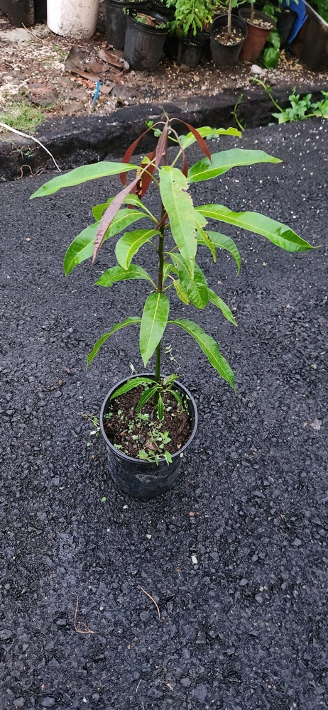 Keitt Mango Live Plant – 1ft Tropical Fruit Tree – Outdoor - Image 1