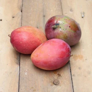 Keitt Mango Tree Live Plant - Grafted Mangifera Indica, 2-3 ft Tall, Sweet Fruit - Image 2