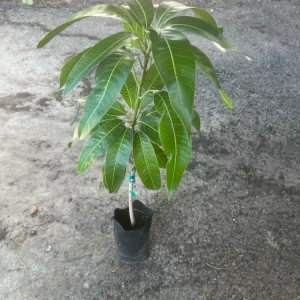Keitt Mango Tree Live Plant - Grafted Mangifera Indica, 2-3 ft Tall, Sweet Fruit - Image 3