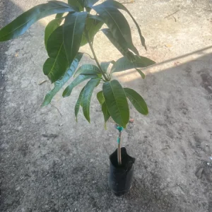 Keitt Mango Tree Live Plant – Grafted Tropical Fruit, 3-4 ft Tall, Outdoor - Image 3