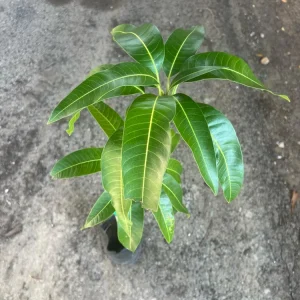 Keitt Mango Tree Live Plant – Grafted Tropical Fruit, 3-4 ft Tall, Outdoor - Image 4