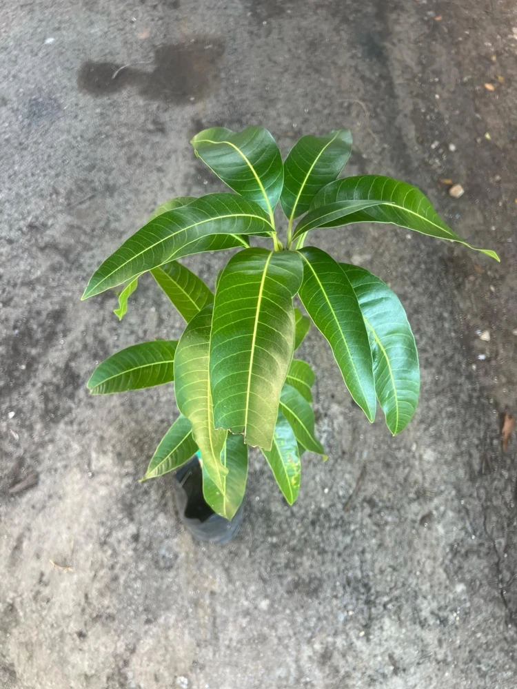 Keitt Mango Tree Live Plant – Grafted Tropical Fruit, 3-4 ft Tall, Outdoor - Image 4