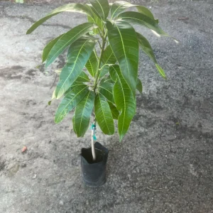 Keitt Mango Tree Live Plant – Grafted Tropical Fruit, 3-4 ft Tall, Outdoor - Image 1