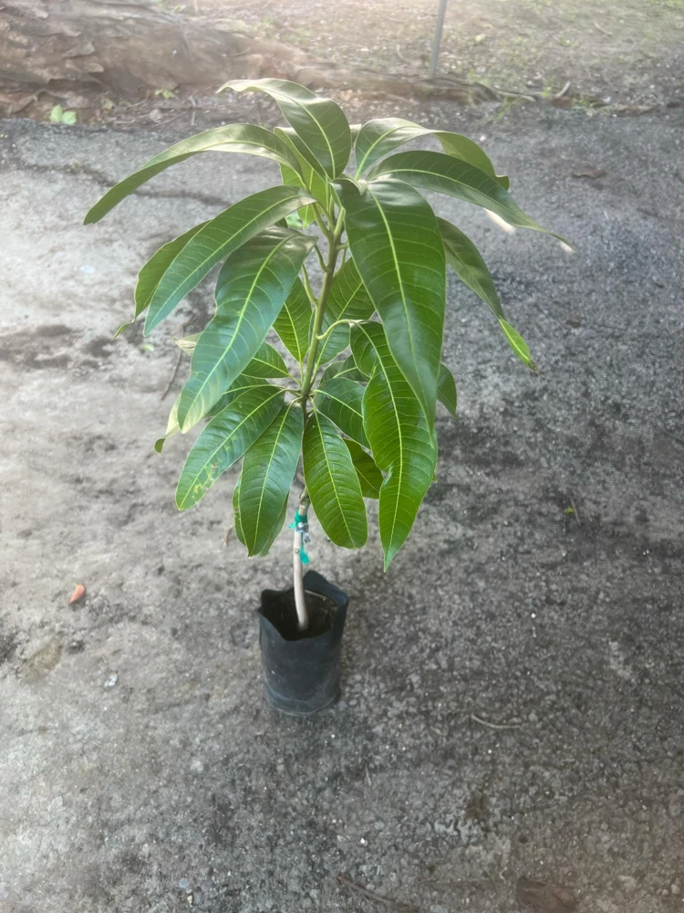 Keitt Mango Tree Live Plant – Grafted Tropical Fruit, 3-4 ft Tall, Outdoor - Image 1
