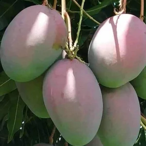 Keitt Mango Tree Live Seedling 10-16 inches - Tropical Fruit Plant - Image 3