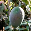 Keitt Mango Tree Live Seedling 10-16 inches - Tropical Fruit Plant - Image 1
