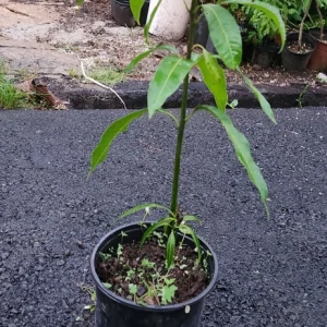 Keitt Mango Tree Live Seedling 10-16 inches - Tropical Fruit Plant - Image 5