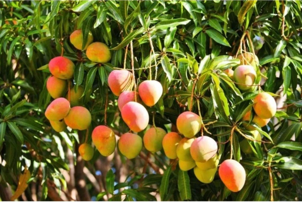 Kent Mango Tree Seedling - Live Tropical Fruit Plant - 10-24 inches Tall - Image 2