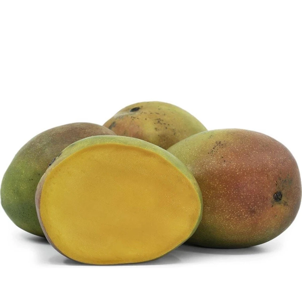 Kent Mango Tree Seedling - Live Tropical Fruit Plant - 10-24 inches Tall - Image 3