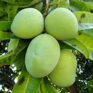 Kent Mango Tree Seedling - Live Tropical Fruit Plant - 10-24 inches Tall - Image 4