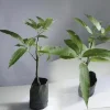 Kent Mango Tree Seedling - Live Tropical Fruit Plant - 10-24 inches Tall - Image 1