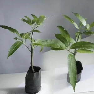 Kent Mango Tree Seedling - Live Tropical Fruit Plant - 10-24 inches Tall - Image 1