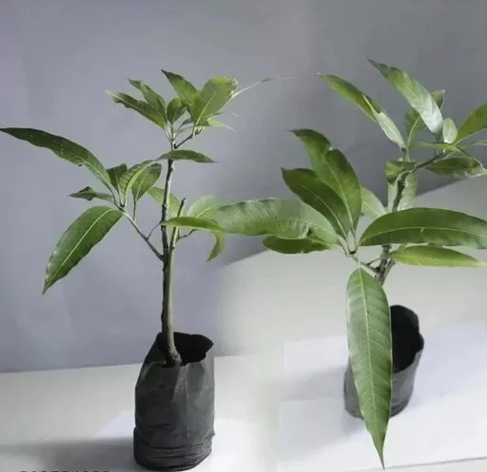 Kent Mango Tree Seedling - Live Tropical Fruit Plant - 10-24 inches Tall - Image 1