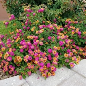 Lantana Athens Rose Live Plant - Set of 2, 4-7 Inches Tall, Outdoor Shrub - Image 4