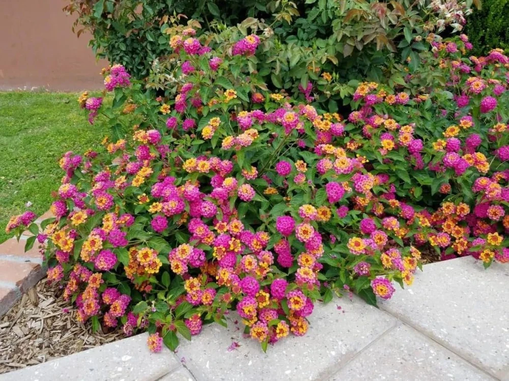 Lantana Athens Rose Live Plant - Set of 2, 4-7 Inches Tall, Outdoor Shrub - Image 4